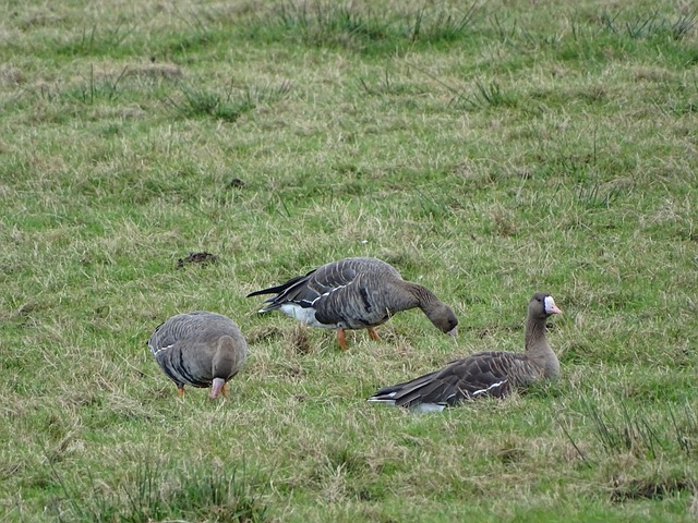 挥为门将王 挥为门将王